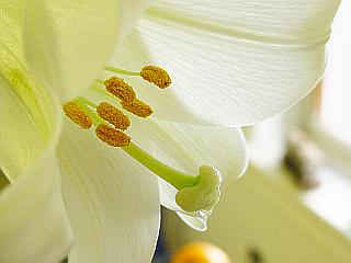 Heart of Flower