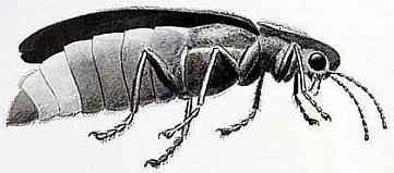 Sacrificum Deliciae